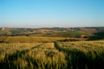 Campagna Marchigiana