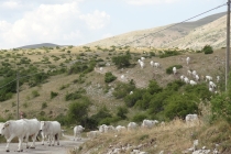 Campagna Marchigiana