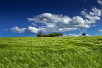 Campagna Marchigiana